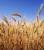 продам: пшеницу - фото товара
