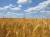 продам: пшеница фураж - фото товара
