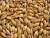 продам: семена яровых культур ячмень  - фото товара