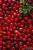 продаем ягоды можжевельника - фото товара
