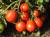 помидоры черри - фото товара