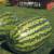 арбуз длинноплодный - фото товара