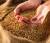нужны зерна пшеницы твердой  - фото товара