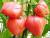 помидоры розовые «алези» - фото товара