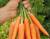 семена моркови - фото товара