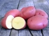 продажа картофеля нового сорта может принести значительную прибыль - новости на портале Market-FMCG.ru