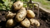 продажа картофеля стала головной болью для отечественных производителей - новости на портале Market-FMCG.ru