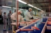 новый стандарт для поставщиков рыбной продукции обеспечит качество поставки - новости на портале Market-FMCG.ru