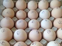 Продам поставки инкубационного яйца из чехии, белоруссии, ирана!  оптом