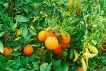 Продам апельсины оптом из ирана оптом
