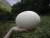 яйца страуса - фото товара