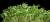 микрозелень подсолнечника - фото товара